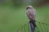 Kestrel