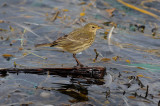 Rock Pipit