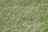 Richards Pipit