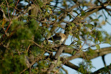 Western Bonellis Warbler