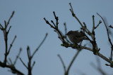 Chiffchaff ssp. tristis December.