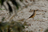 Redstart