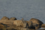 Spotted Sandpiper