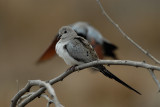 Namaqua Dove