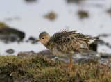 Buff-breasted Sandpiper