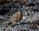 Shore Lark