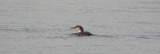 Great Northern Diver