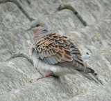 Turtle Dove