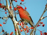 Pine Grosbeak