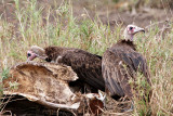 Hooded Vultures