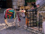 Donkey in the square