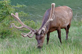 Elk, alongside Talbot Lake (2)
