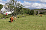 Highland Cows in Duirinish