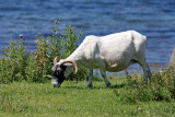 Scottish sheep