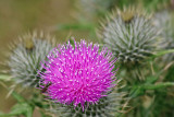 Scottish Thistle