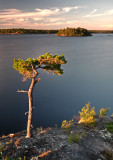 Gnarled Pine 2.jpg