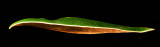 Magnolia Leaf 1.jpg