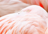 Flamingo eye.jpg