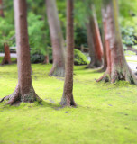 Japanese Tea Garden 5.jpg