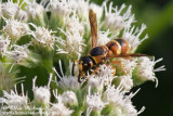 Mason Wasp