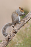 Eastern Gray Squirrel