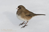 Dark-eyed Junco