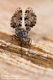 Picture-winged Fly (Peacock Fly)