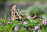 Giant Swallowtail