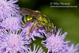 Striped-Sweat Bee