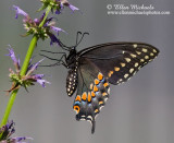 Black Swallowtail