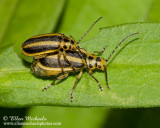 Skeletonizing Leaf Beetle 