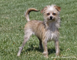 Nina, the Norwich Terrier, Jeannes dog