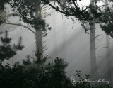 Rancho del Osos trees