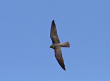 Falco Subbuteo - Lrkfalk
