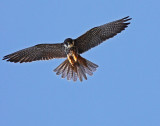 Falco Subbuteo - Lärkfalk