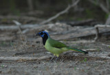  Green Jay feeding