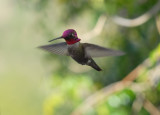 Male Annas Hummingbird #0859 