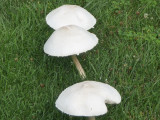 mushrooms11-5.JPG