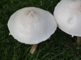 mushrooms11-6.JPG
