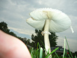 mushrooms11-7.JPG