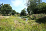 The Village Pond, Mid Summer 2011
