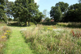 The Village Pond, Mid Summer 2011