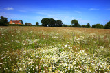 The Wild Flower Meadow adjoining the Pond