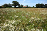 The Wild Flower Meadow adjoining the Pond
