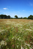 The Wild Flower Meadow adjoining the Pond