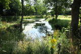 The Village Pond, Mid Summer 2011
