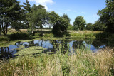 The Village Pond, Mid Summer 2011