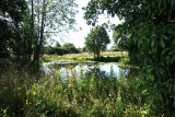 The Village Pond, Mid Summer 2011