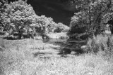 Village Pond in Mid Summer