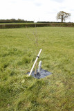 Young Oak Tree Planted to Commemorate the Queens Diamond Jubilee